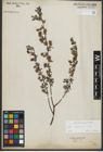Foto von Salix repens subsp. repens L.
